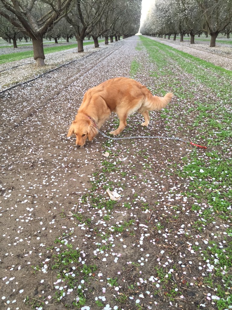 betzabee3's tweet photo. Nala wasn't into her photo shoot 🙂🙂 https://t.co/mq0l6RMKdN