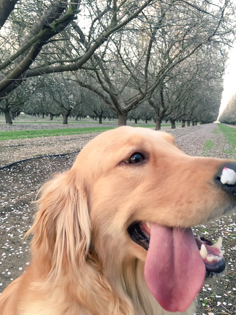 betzabee3's tweet photo. Nala wasn't into her photo shoot 🙂🙂 https://t.co/mq0l6RMKdN