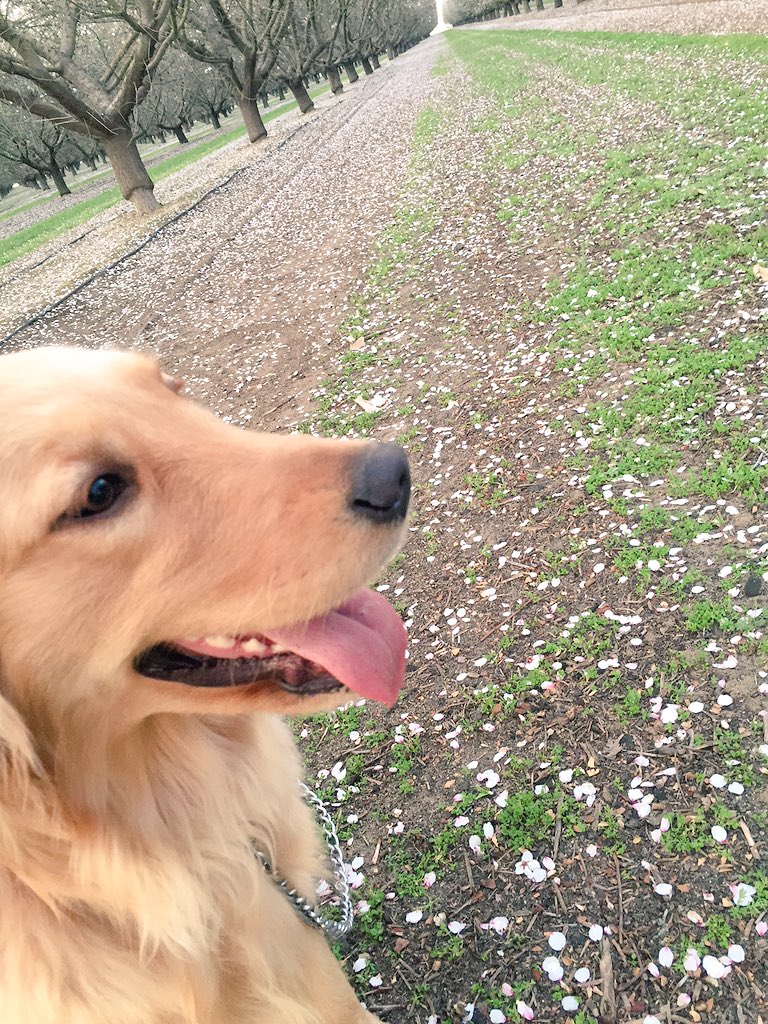 betzabee3's tweet photo. Nala wasn't into her photo shoot 🙂🙂 https://t.co/mq0l6RMKdN