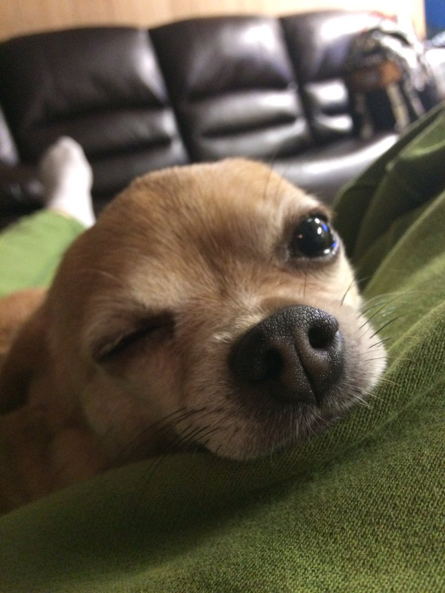 tyraakingg's tweet photo. 😉🐶💖 https://t.co/Tqctj4kZHR