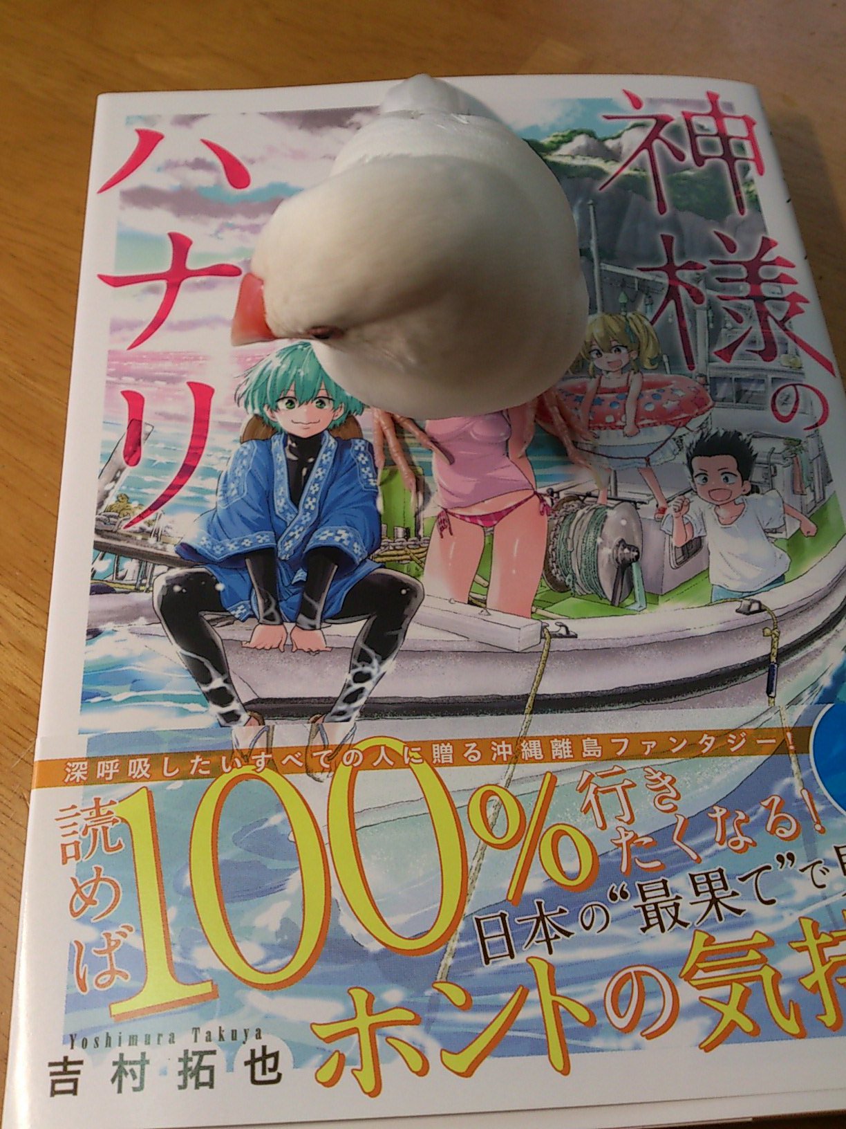 تويتر 神様のハナリ بحث تويتر
