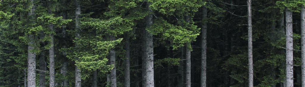 ForestGeek's tweet photo. Weyerhaeuser completes merger with Plum Creek - Feb 19, 2016 : https://t.co/W57O0HO8MZ : https://t.co/m4g0V8liIt