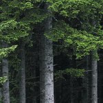 Photo by Forestgeek.com (@ForestGeek)