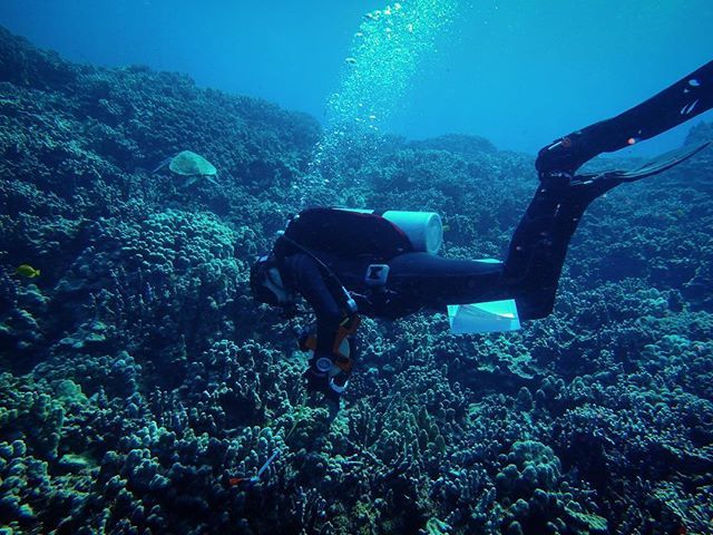 starfishstuff's tweet photo. Welcome to our classroom 💙
#LuckyWeLiveHI #UHHMOP #UHHilo #SeaSTARS #MarineOptionProgram … https://t.co/8NEHD7SBj9 https://t.co/iN5YJyL3RH