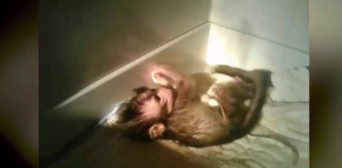 PETA_Latino's tweet photo. A lab 🔬

is no place 🚫

for a baby. 🙊

#StopAnimalTests https://t.co/a1xafDvJRp