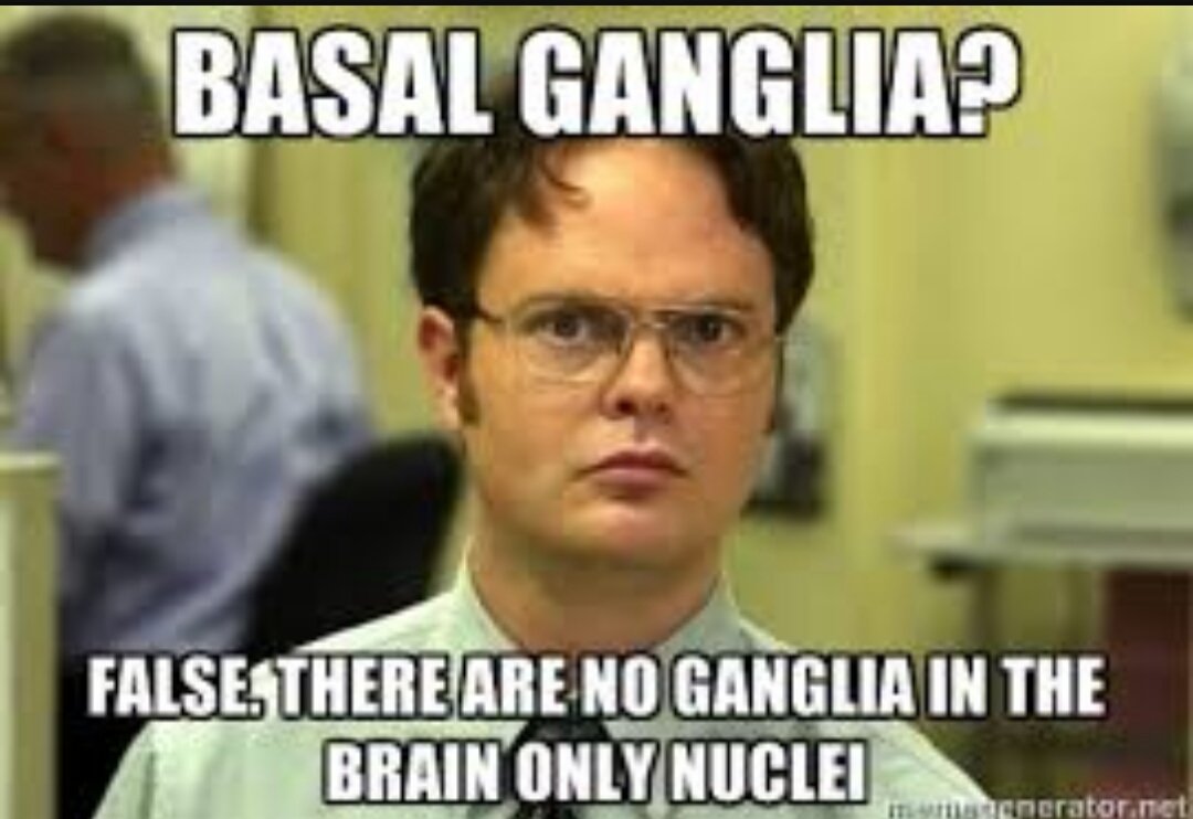 MotoTherapist's tweet photo. Tomorrow in #DPT760 #basalganglia and the foundational basis of #Parkinsons . What are you covering @DocGoble ? https://t.co/zGc7Ra3Buj