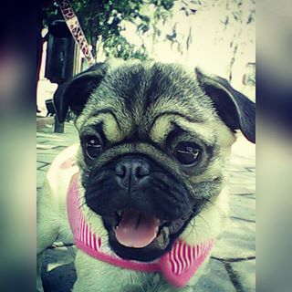 Joy_PhotoCam's tweet photo. Pandi 
#puglove #pugbebe #pug #pugs #pugstagram #pugnation https://t.co/okNPe1NhBK https://t.co/5nDYIDjOYy