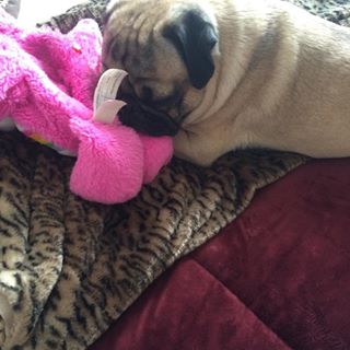 Joy_PhotoCam's tweet photo. ❤️ #bugthepug #pug #pugs #puglife #pugsofinstagram #dog #dogsofinstagram #carebear https://t.co/49EPshVrfm https://t.co/Wtf6an4NeD