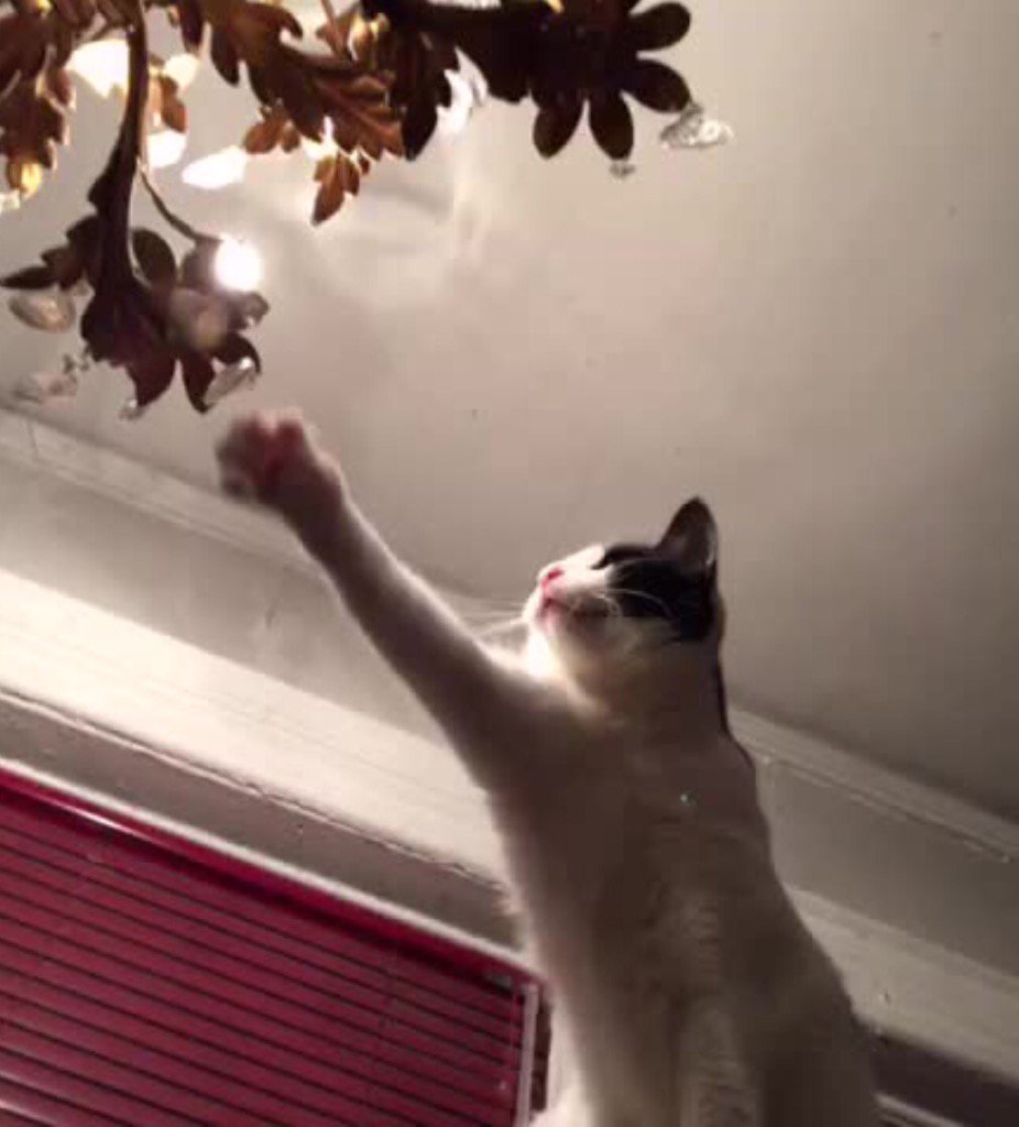 BuggyLouNYC's tweet photo. Somebody is about to cross a line. Buuuuuuuggg!!!!!! #CatsOfTwitter #naughtybug #sassypants #kitty #chandelier https://t.co/Axd5Pi5nRy