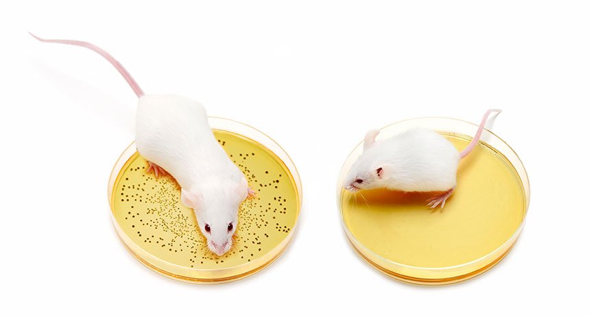 ScienceNews's tweet photo. The right mix of gut microbes could prevent kids from succumbing to malnutrition: https://t.co/wS5HFpOhkD https://t.co/6Iydv8WfYG