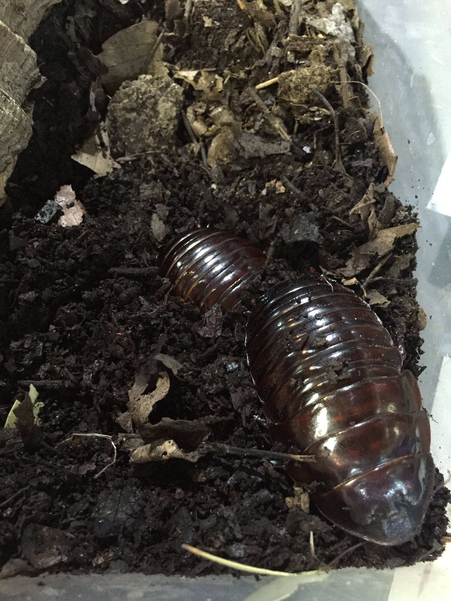 トロピカル ジェム ｇの好きなお客様から ヨロイモグラゴキブリにユーカリ 茶をあげたらよく食べることを発見した と言われたので早速100ｇ00円なりのユーカリ茶を与えてみます なんかユーカリエキスの匂いが凄くていかにも殺虫成分ぽいのですが