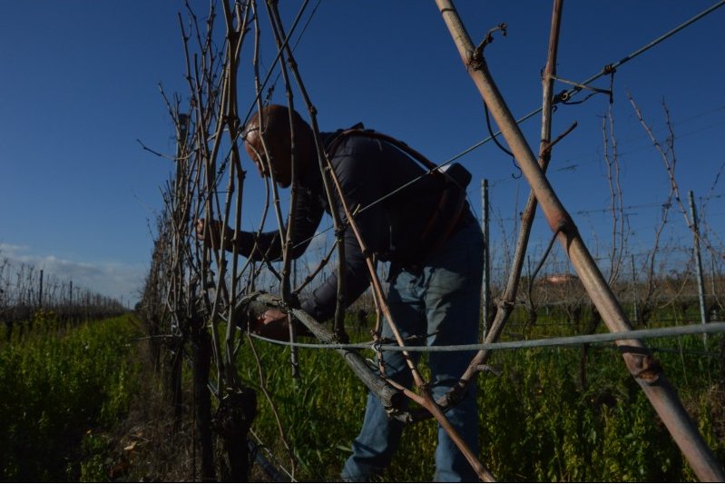 cincinnatovini's tweet photo. #prining #vineyard #cincinnato #nerobuono https://t.co/Kt7x7Qtoi0 #wine #winelovers https://t.co/7tP0sOnvk0