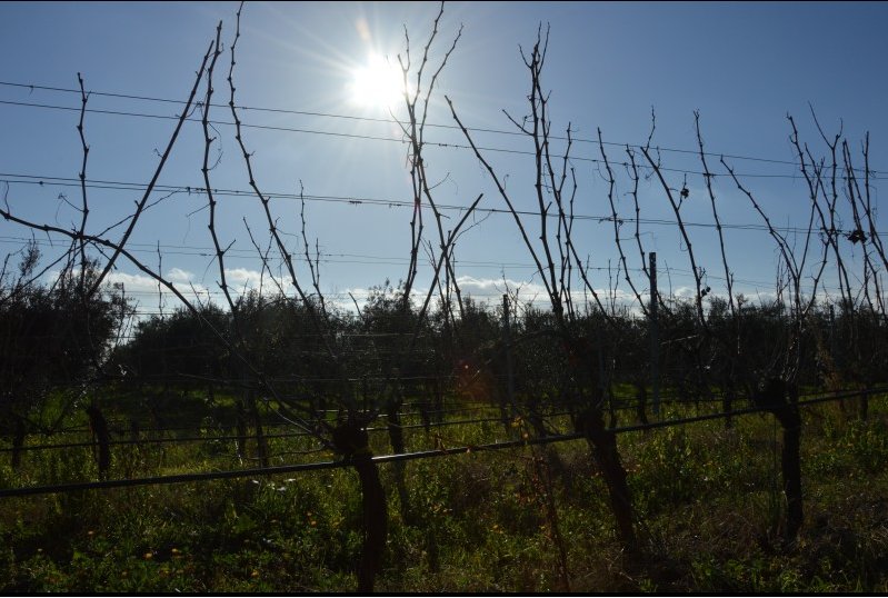 cincinnatovini's tweet photo. #prining #vineyard #cincinnato #nerobuono https://t.co/Kt7x7Qtoi0 #wine #winelovers https://t.co/7tP0sOnvk0