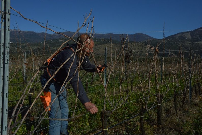cincinnatovini's tweet photo. #prining #vineyard #cincinnato #nerobuono https://t.co/Kt7x7Qtoi0 #wine #winelovers https://t.co/7tP0sOnvk0