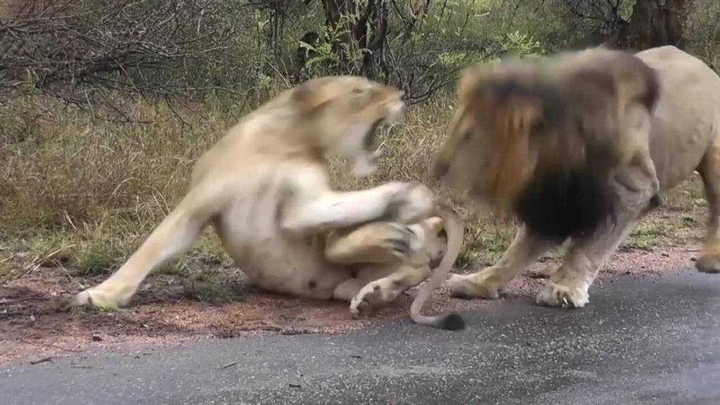 Lioness Slaps Sex Pest Lion Lioness Slaps Sex Pest Lion.