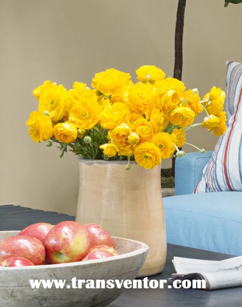 TransventorP's tweet photo. #Add #beautiful #SpringFlowers #Transventor #HomeDecor #Tips! https://t.co/cU1KnHrl2d