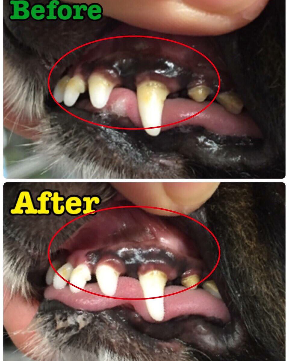 QBS_Global's tweet photo. Want white teeth? Use these. High quality Zeolite and Magic Mist can help your dog ! (Though I use it too!) https://t.co/om1V1ZQ7jv