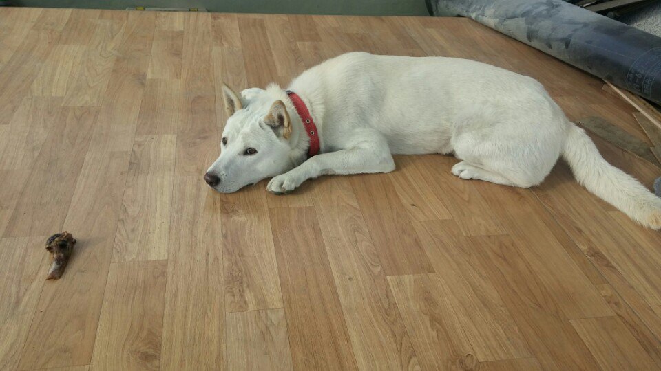 #거성펫푸드 에서 주문해서 수제로 만든 #양도가니  #진돗개  #복돌이 는 #기다려 하는중