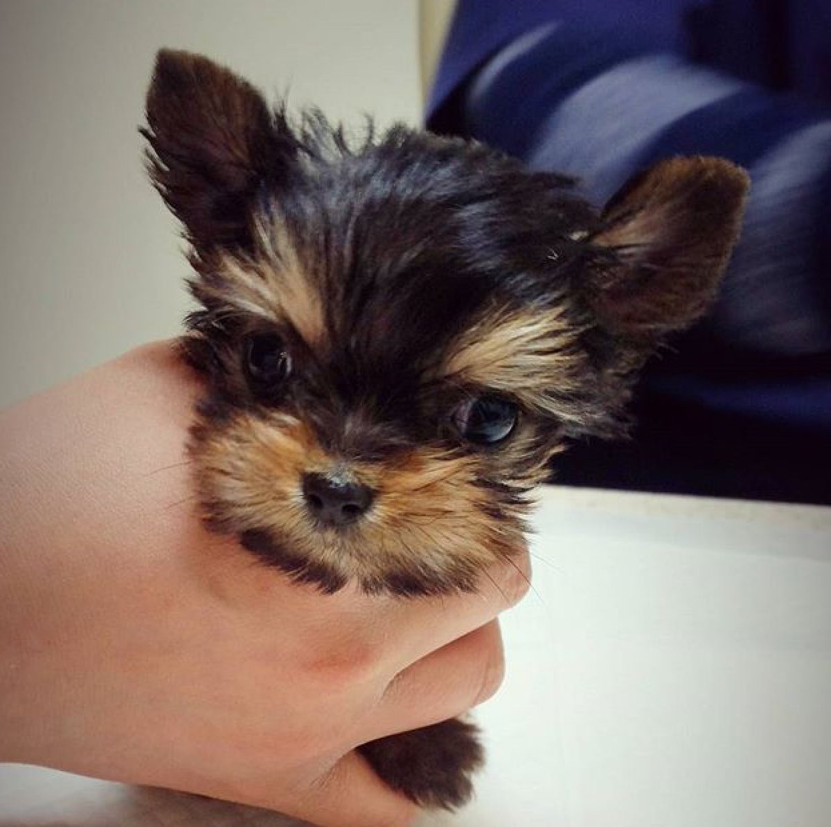 pokeyun's tweet photo. yunhyeong's puppy #kkomi is so cute 😍 just like him 😘 https://t.co/FJPnjFWTwk