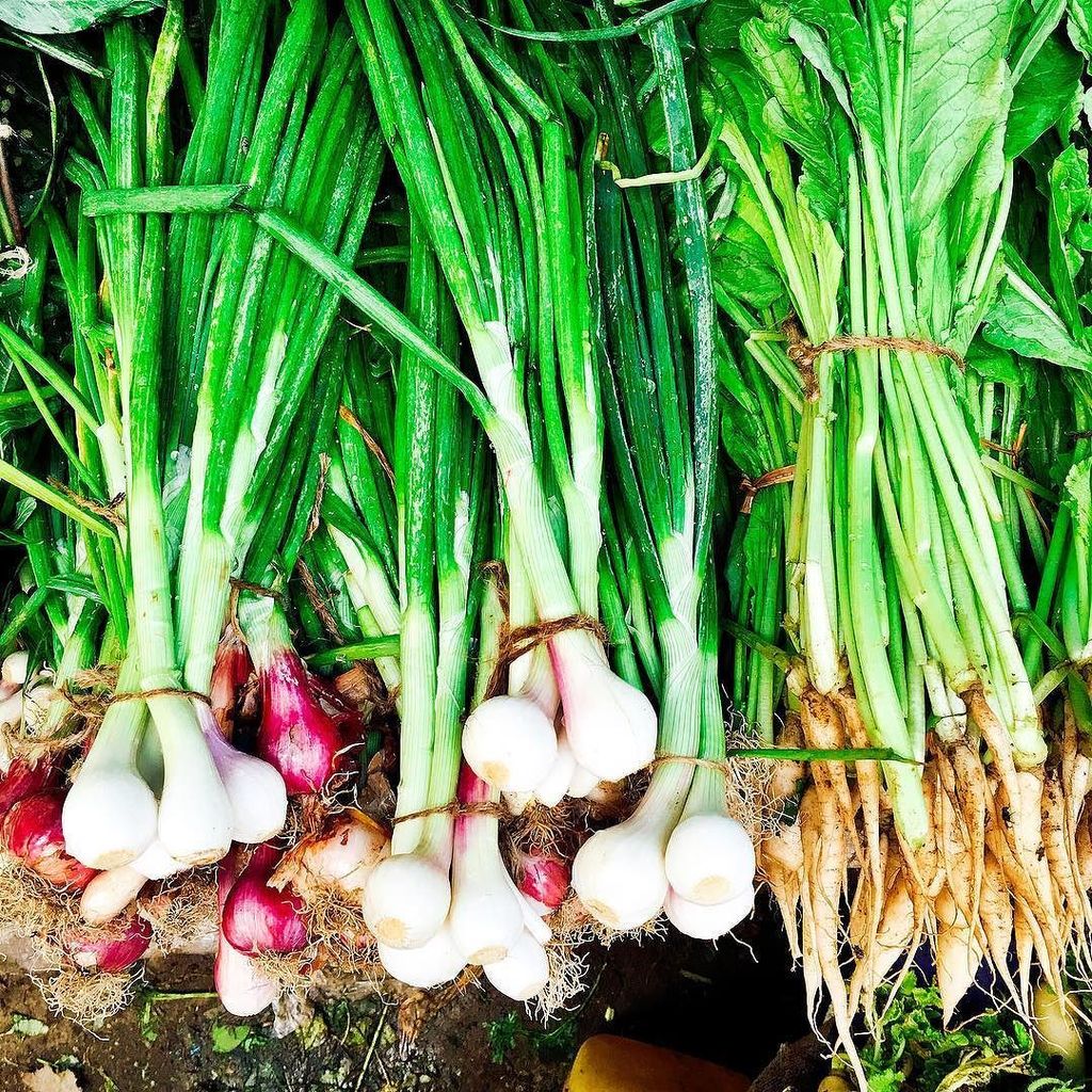 theyatraproject's tweet photo. 💚🌱💚🌱💚 #igers #igersusa #igerschicago #igersmumbai #igtravel #travel #travelgram #asia #india #mumbai #market #matun… https://t.co/0ZLUSbkwJ2