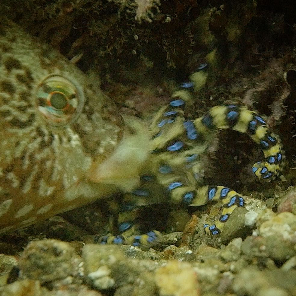 OceanImaging's tweet image. #whowins #momentsbeforedeath #predation #blueringoctopus ift.tt/1RYiDAw