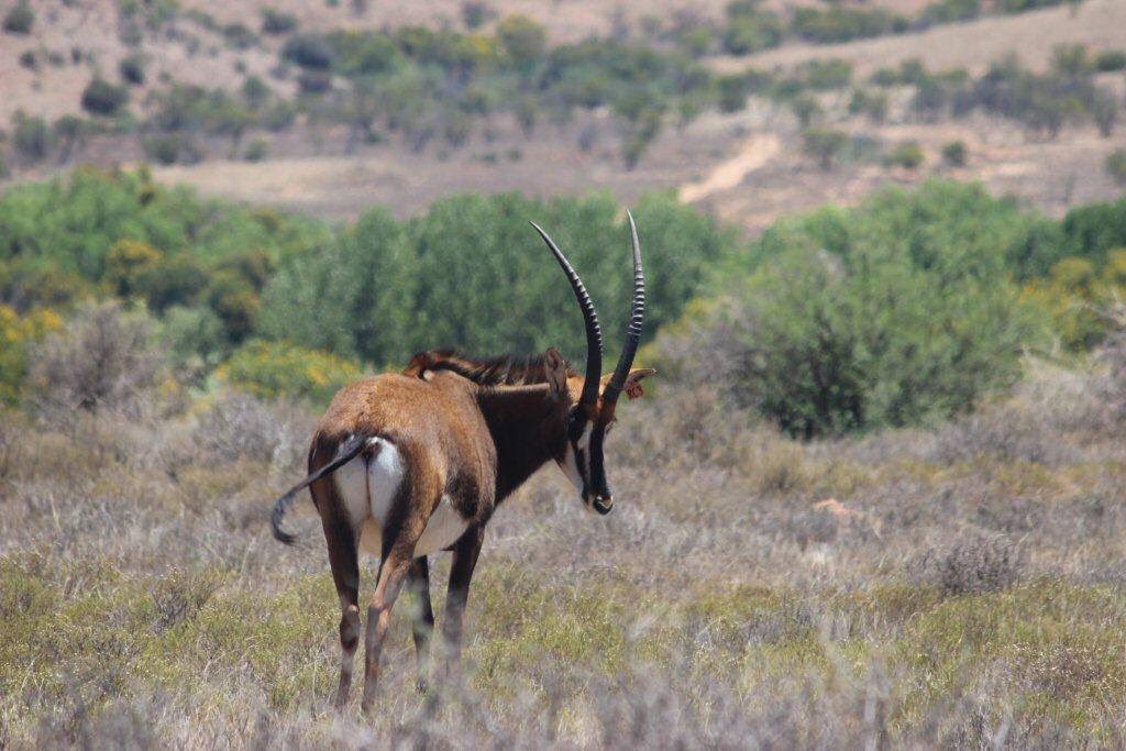 LindcorpGame's tweet photo. Price Reduced. 5 Matetsi cross Zambian Heifers. R155 000/each. Details: https://t.co/HhNkGS4JDW https://t.co/KngMKGFxu7