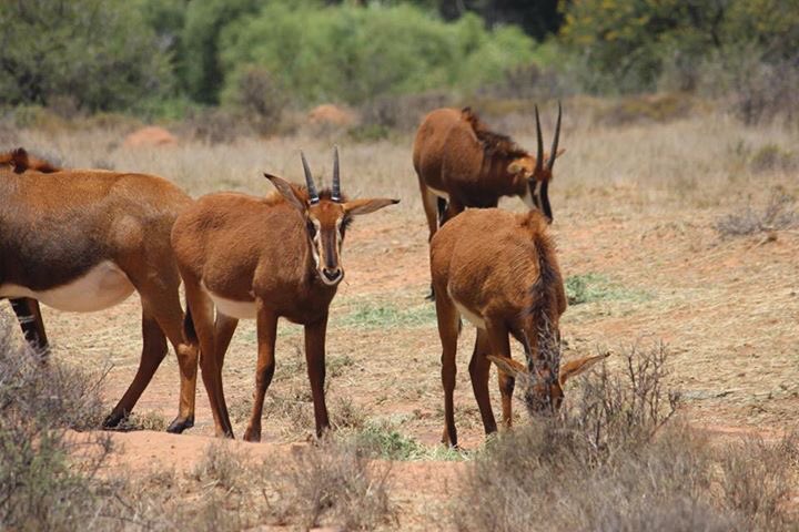 LindcorpGame's tweet photo. Price Reduced. 5 Matetsi cross Zambian Heifers. R155 000/each. Details: https://t.co/HhNkGS4JDW https://t.co/KngMKGFxu7