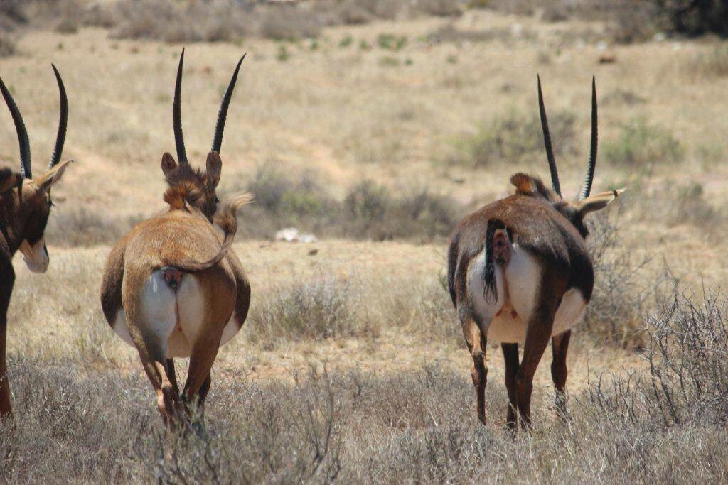 LindcorpGame's tweet photo. Price Reduced. 5 Matetsi cross Zambian Heifers. R155 000/each. Details: https://t.co/HhNkGS4JDW https://t.co/KngMKGFxu7