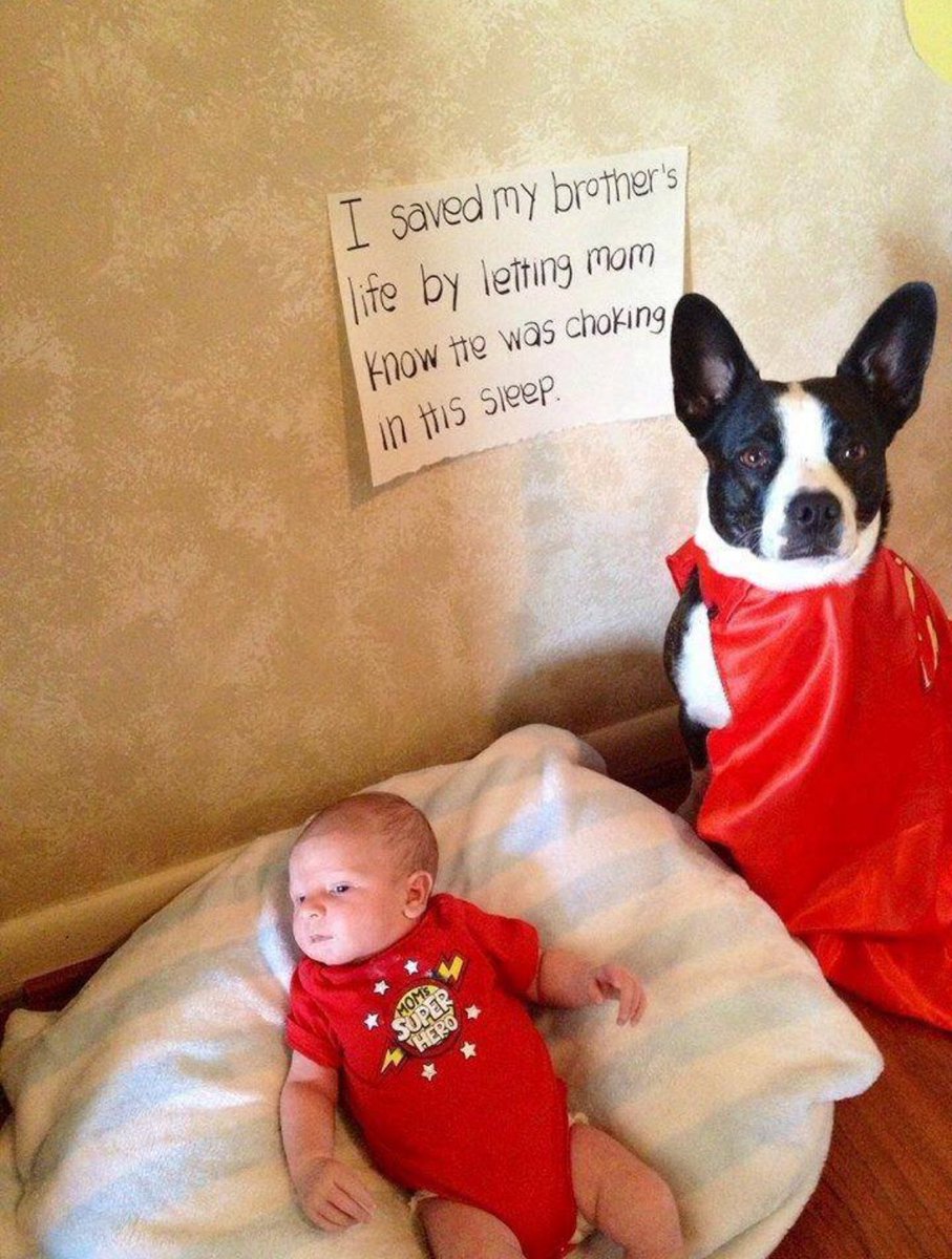 trac_dog's tweet photo. Super Hero Dog #dog #dogs #dogsoftwitter #dogsofinstagram #dogfriendly #k9 #dogrescue RT https://t.co/ytHKh7m9TL