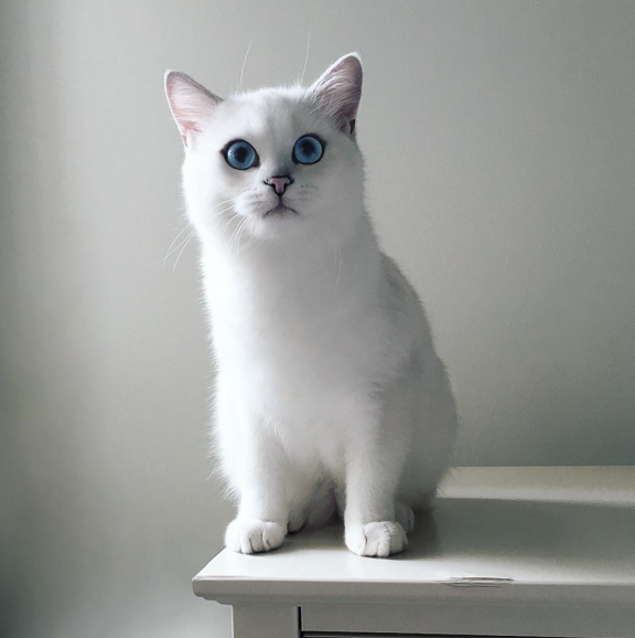 これぞ美猫 サファイアのようなブルーの瞳を持つ純白のネコがsnsで大人気 Togetter