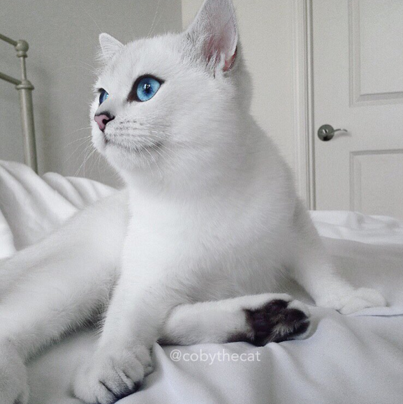 これぞ美猫! サファイアのようなブルーの瞳を持つ純白のネコが これぞ美猫! サファイアのようなブルーの瞳を持つ純白のネコが