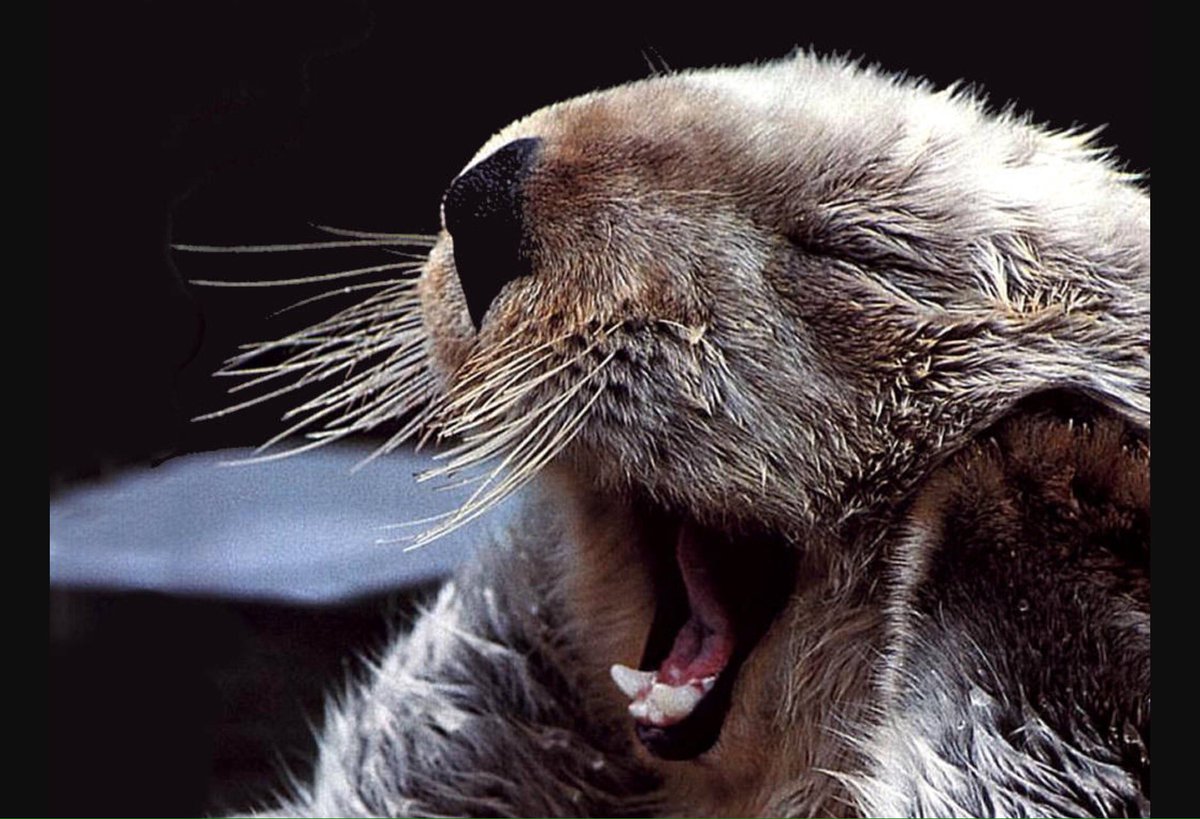 U10Beaver's tweet image. Arrhh Morning only Tuesday! @ucprint220469 @SamAmmon44 @Slinkyx2 @Kateo1212 @LadyMacBeauty @helenealton76 @shaunamp