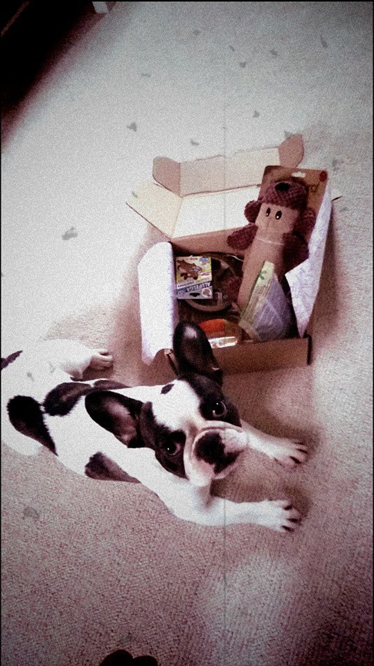 vivadogsUK's tweet photo. Our #FarmBox is coming!! :)
#barkbeats #dogsoftwitter https://t.co/W6n7BkRgsX