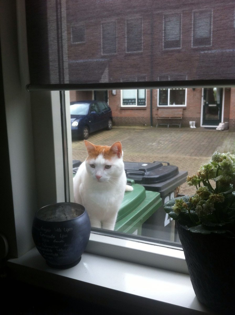 Daar is m'n tijger achtige follower, ik ben vandaag niet aan 't werk aan dat huis, tot donderdag