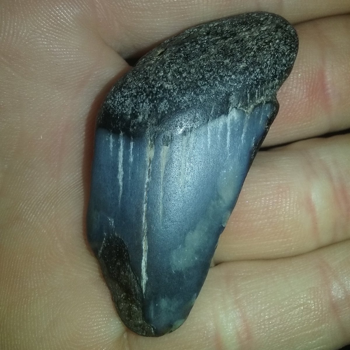 skyelans1's tweet photo. RT https://t.co/r4p6pNduw2 I found a #Megladon #tooth at the #beach today!!
#awesome #Capitola #SantaCruz #prehis… https://t.co/7axtzBEpcq