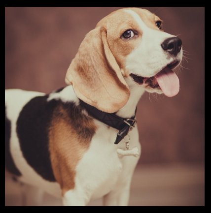 entorno_digital's tweet photo. 🏁🏁🏁 FASE LIBRE del dominio .PET!! Ideal, tengas la MASCOTA 🐶🐱🐭🐰 que tengas!! ▶ https://t.co/Rm5MWaf71X @Afilias #pet https://t.co/fuFMht7t2y