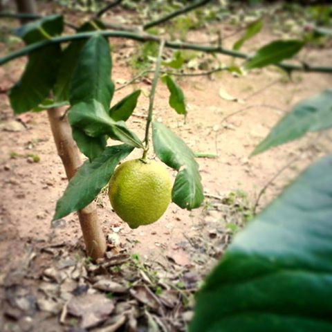 YesilistEnglish's tweet photo. Our winner for the !f İstanbul tickets waited 5 years for a lemon. Check it out! https://t.co/uuokIwzKj7 https://t.co/czikQsRKSL