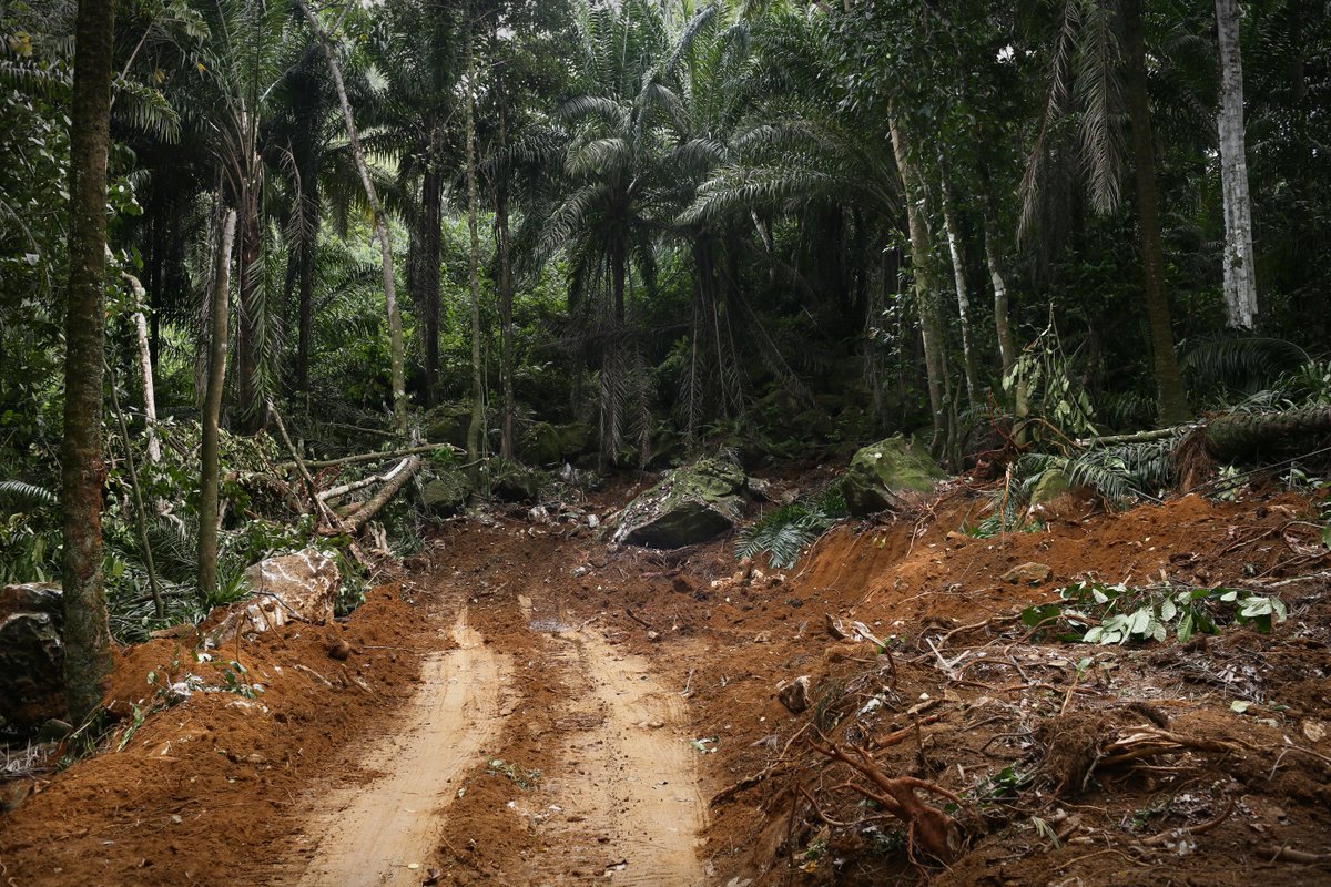greenpeacefr's tweet photo. Le groupe #Bolloré menace les forêts africaines : notre enquête https://t.co/0OfLBH4D1w #ZéroDéforestation https://t.co/FRFIebksmR