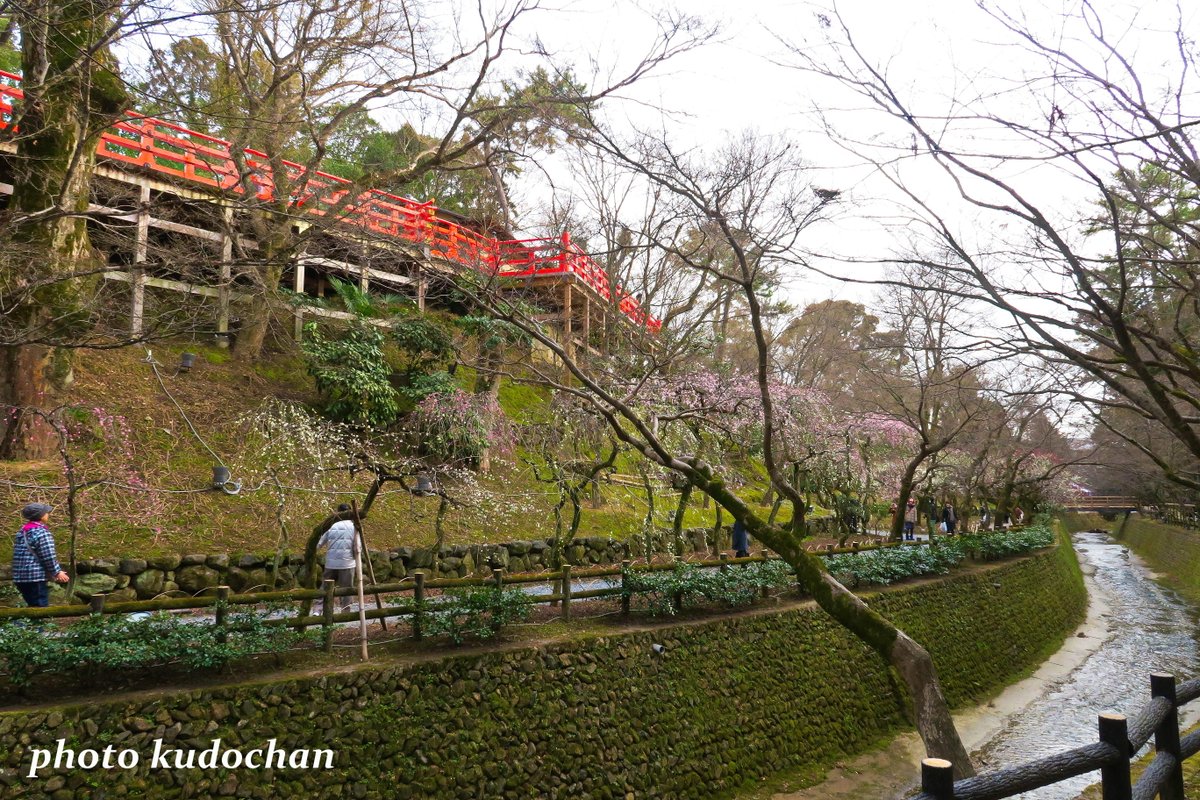 Kudochan 梅の北野天満宮 御土居の梅 御土居は豊臣秀吉が作った 京都を囲む土塁の様です 北野天満宮 御土居 T Co Blimtgruyt