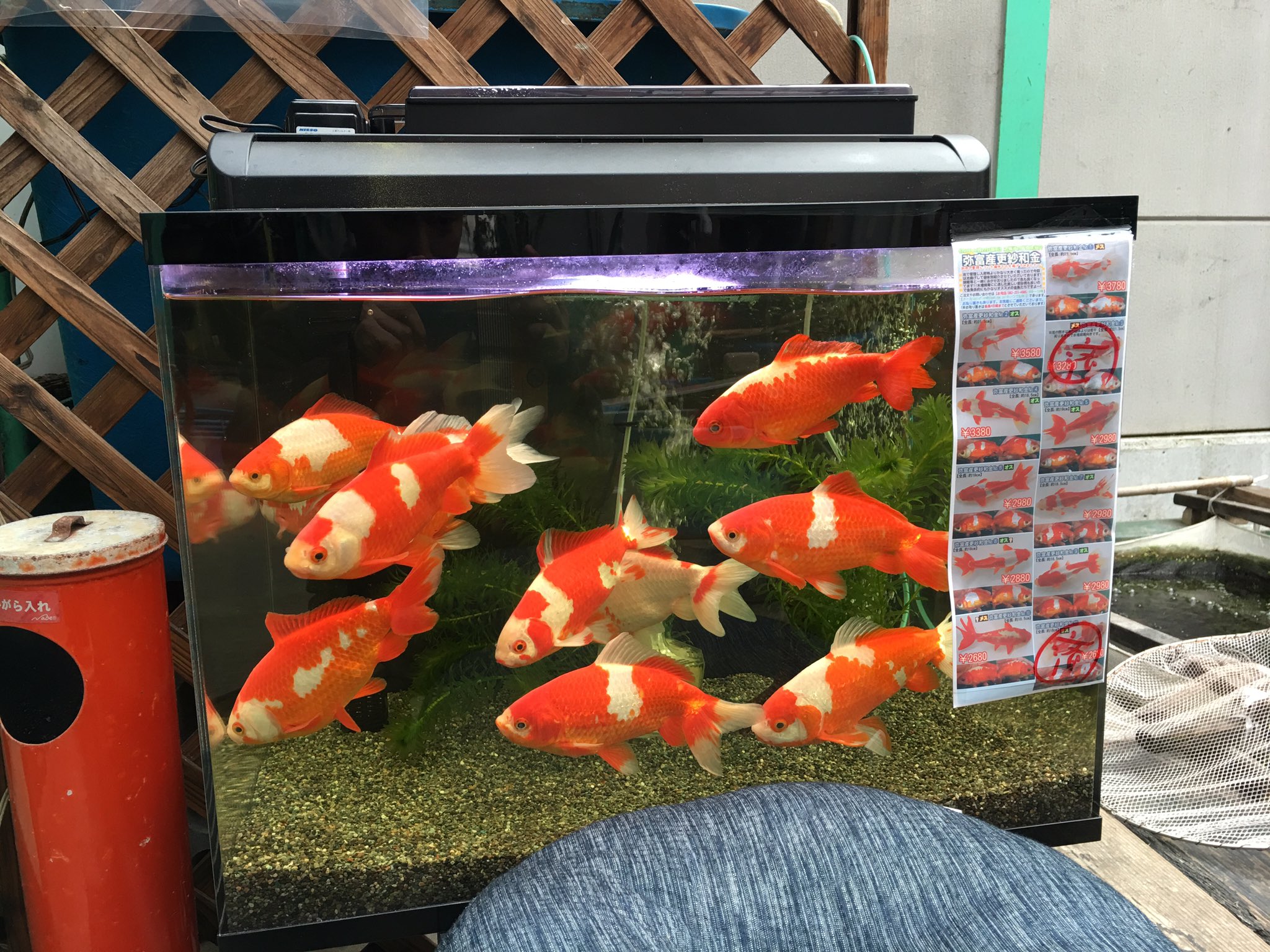 Twitter 上的 伊藤養魚場 店舗休憩コーナー水槽に更紗和金を池から揚げて追加したので本日hpに個体別紹介をアップしました T Co Djww41ghju Twitter