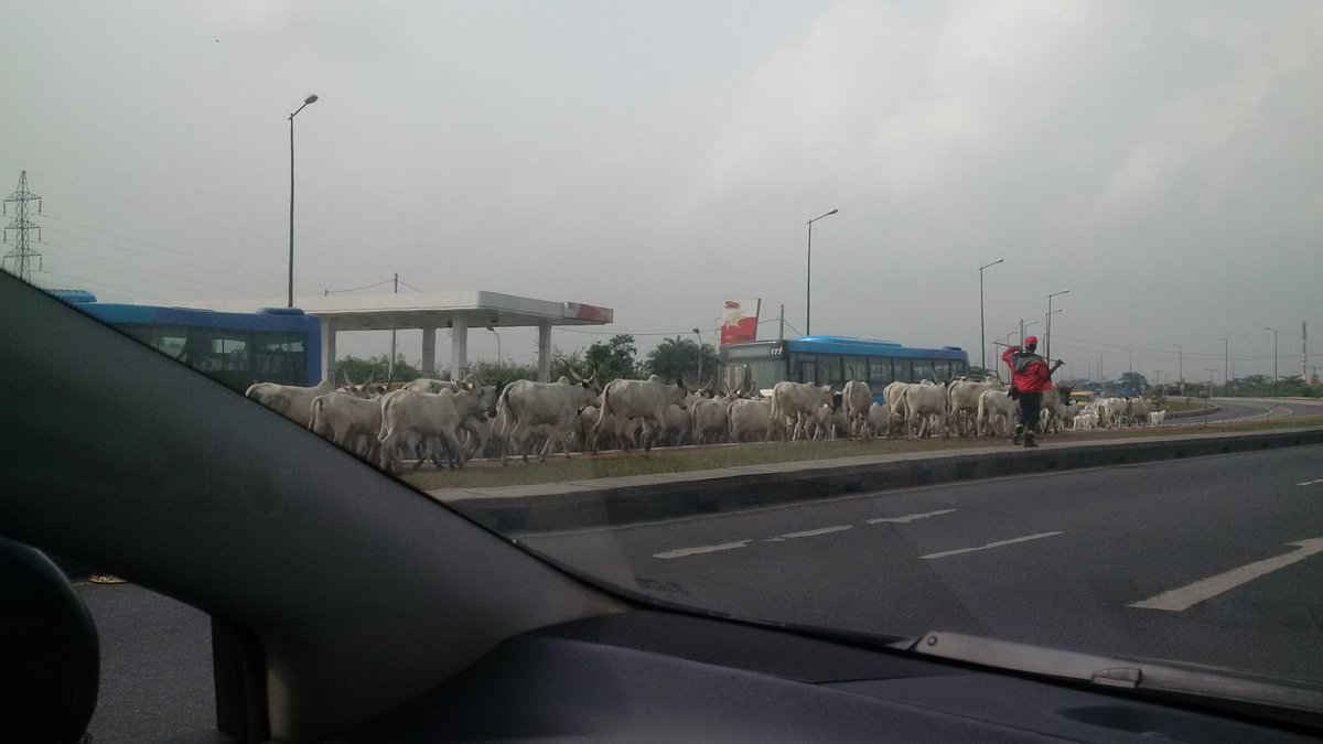 PHOTO: Fulani herds men obstructing traffic on the BRT lane  VIA <a href="/enitanpopoola/">Enitan Popoola</a>