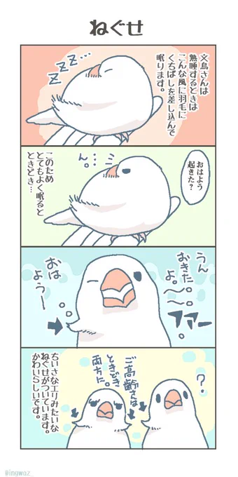 文鳥さんの ねぐせ。#buncho #文鳥 #javasparrow 