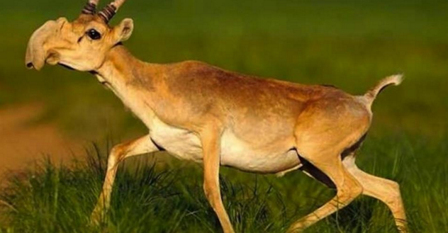 Animali assurdi che esistono davvero linkiesta.it/it/article/201…