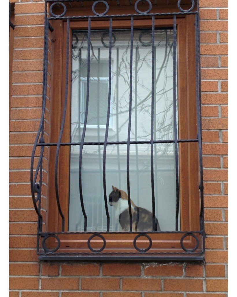 BCTurkeyAbroad's tweet photo. 😼😼#CatsofIstanbul. We think #cats actually run #Istanbul.

#istanbulBCabroad #istanbrookly… https://t.co/HHeQygUGHs https://t.co/cnFYSlJNM2