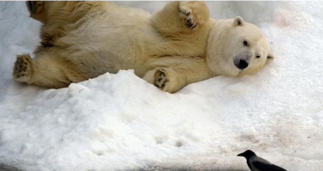 [Organizzatevi per tempo] Superare la prova costume: gli esercizi degli animali linkiesta.it/it/article/201…