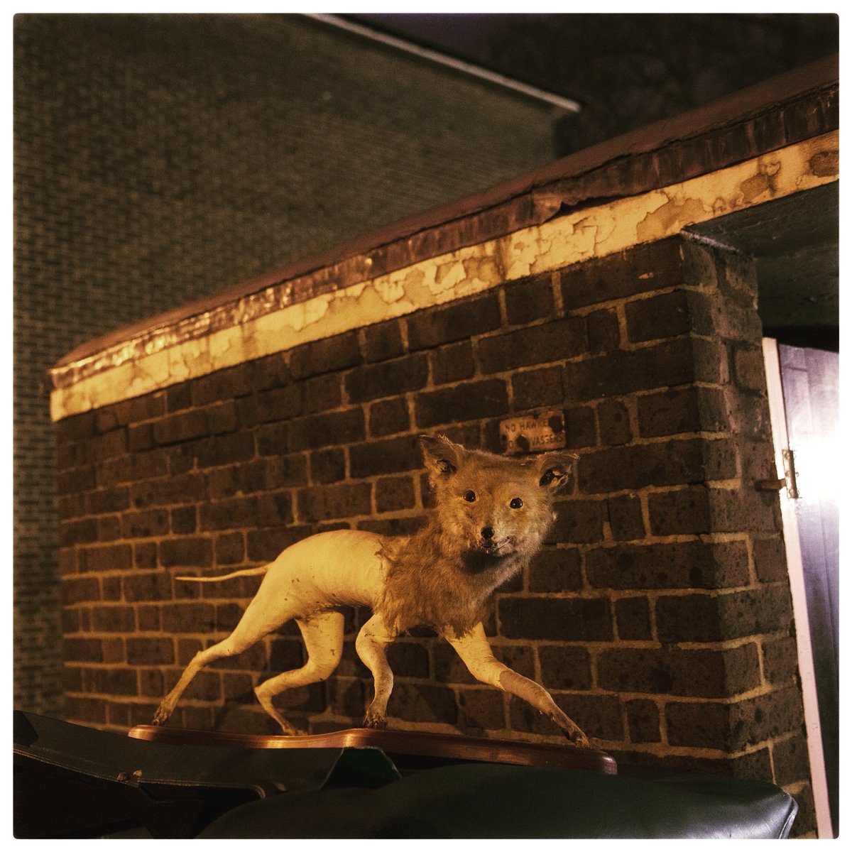 jackhillphoto's tweet photo. So I saw this on the way home #bad taxidermy #southlondonwierdness #stuffedfox #brixtonroad https://t.co/g2F66AJMUK