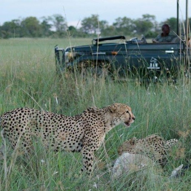 Rawbotswana's tweet photo. Cheetah activity has increased rapidly at Motswiri #luxurysafarii  #adventure #cheetah @SAFARITALK @kamilisafaris https://t.co/4JE2vFzyL1