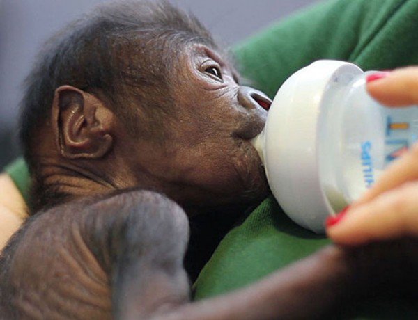 маленькие обезьянки. новорожденный шимпанзе. обезьяны родился. зоопарк екатеринбург обезьяны. обезьяны родился.