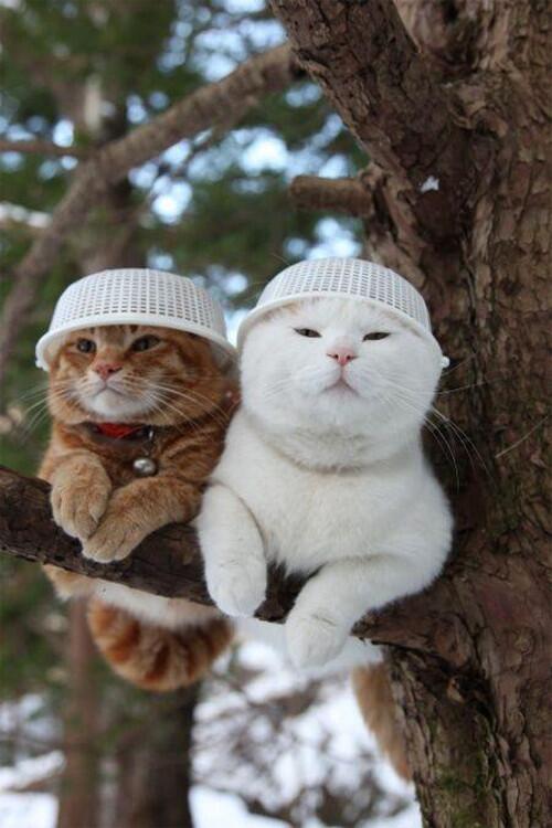 SoCuteKittens's tweet photo. No one will get past us. https://t.co/WwYToZPbdW