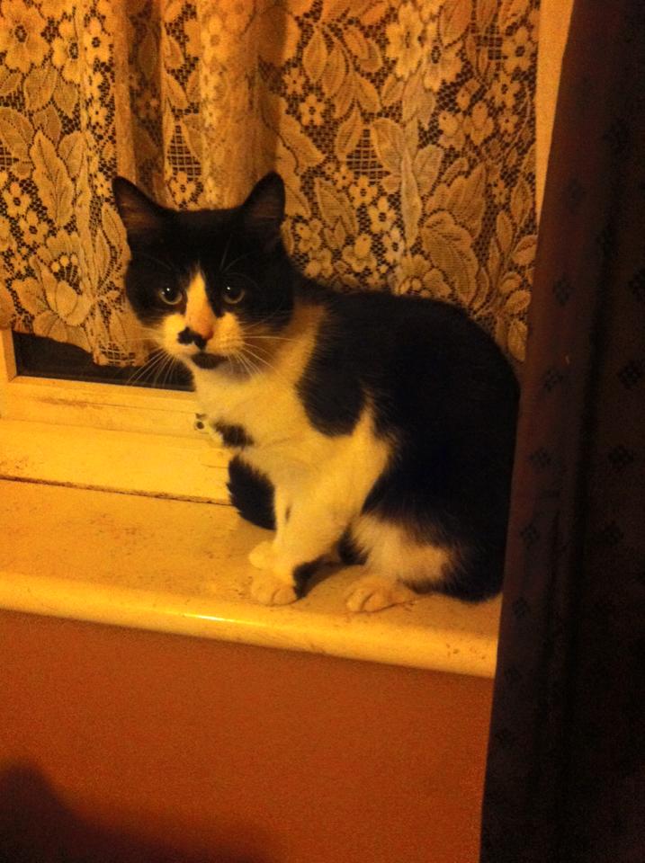 LostboxUK's tweet photo. This is Loki he went missing in #rippleton #Lancashire area please RT and help get him home!
https://t.co/42Nw1umaVi https://t.co/98Z8cnUNT8